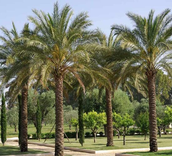 Il parco-giardino dei Curmuni