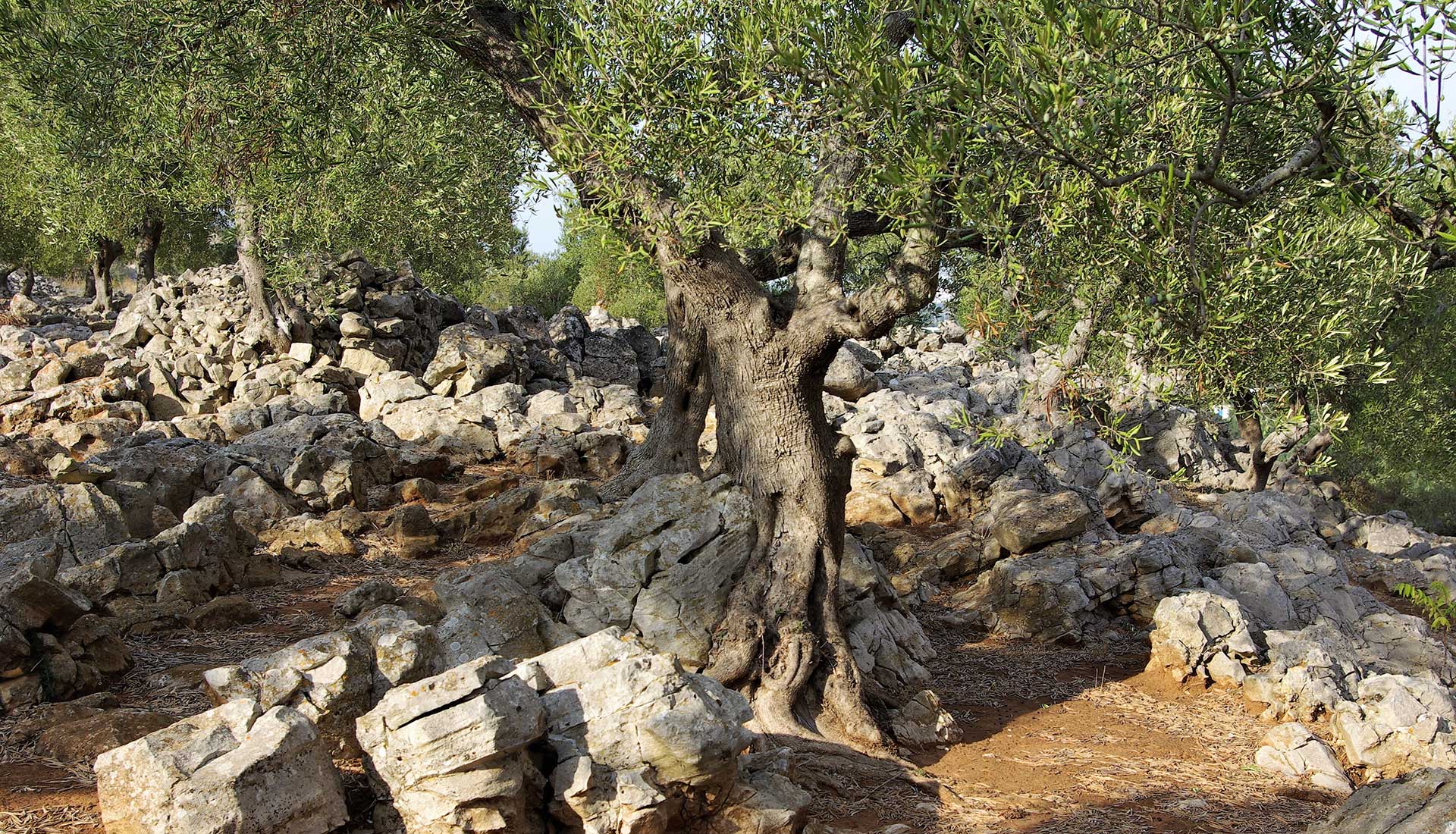 ULIVI SU ROCCIA